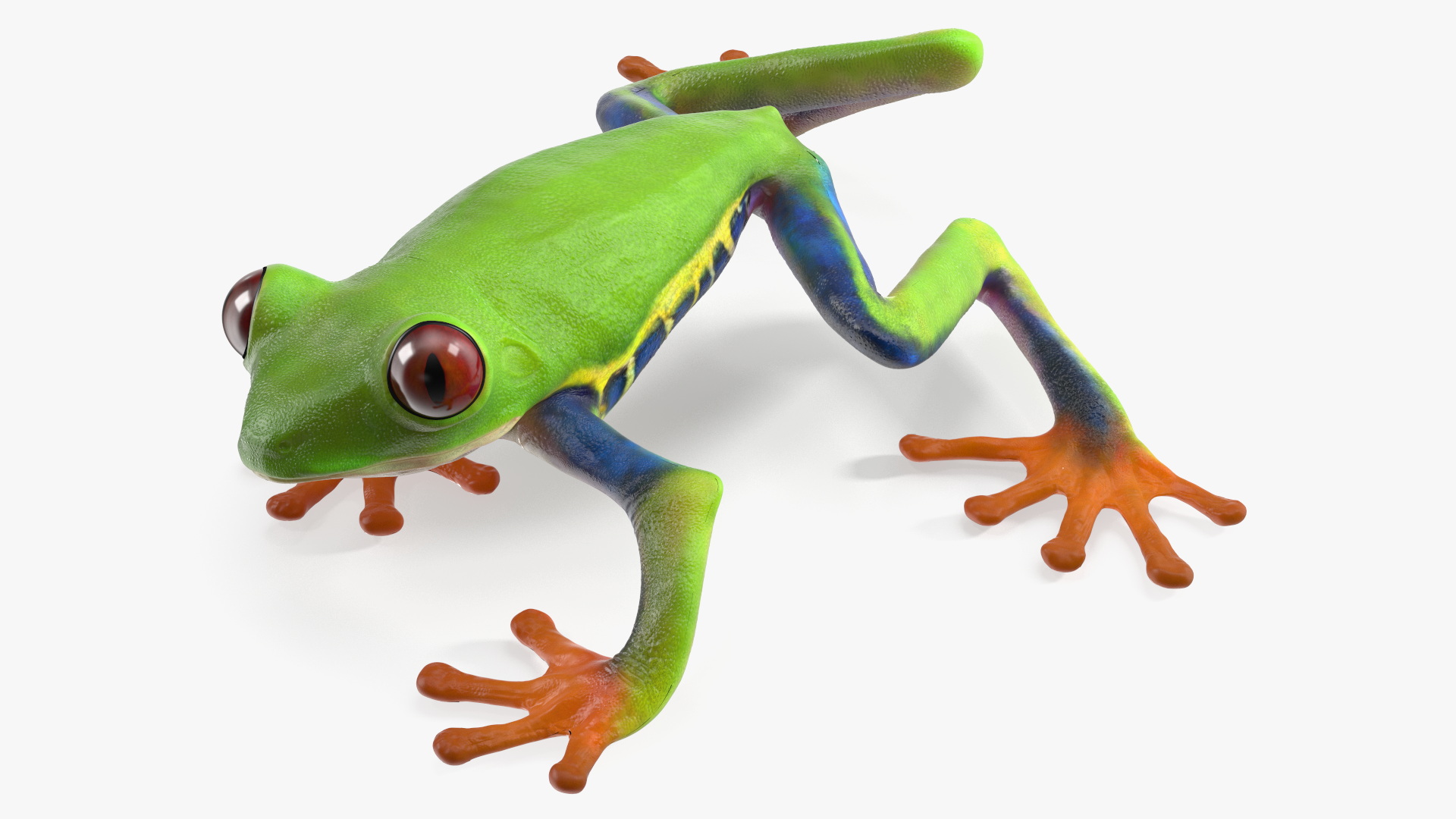 3D Agalychnis Callidryas