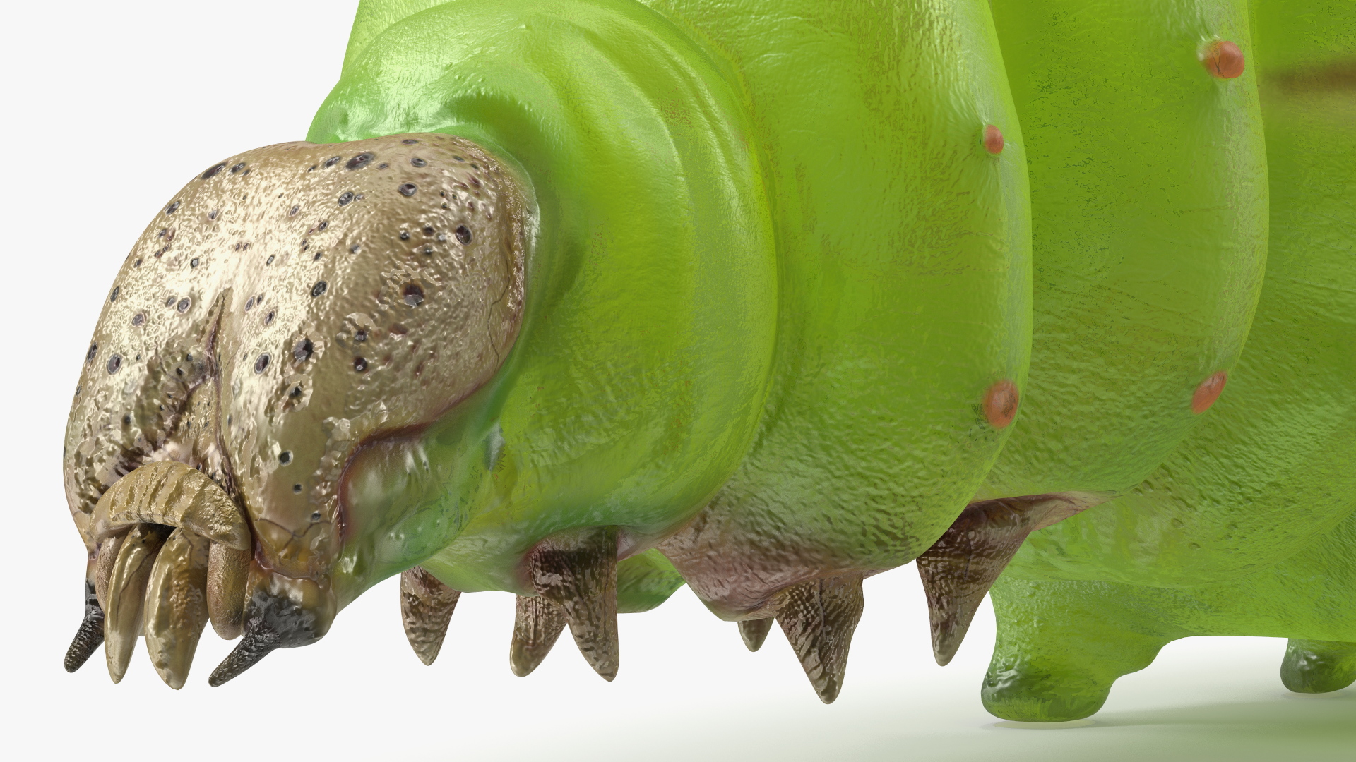 3D model Silkworm Green Rigged for Cinema 4D