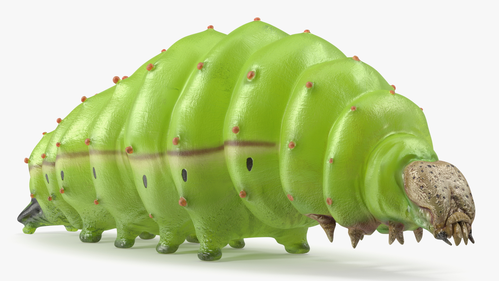 3D model Silkworm Green Rigged for Cinema 4D