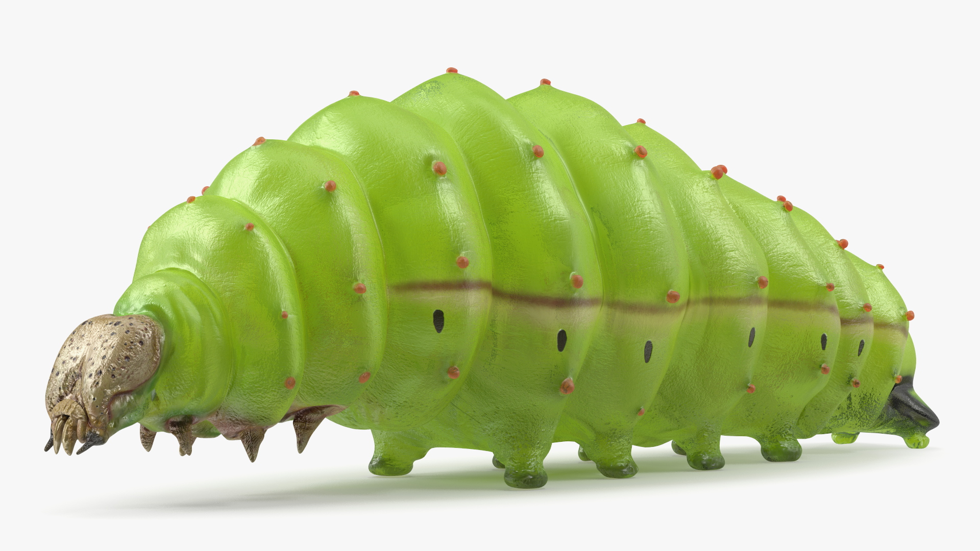 3D model Silkworm Green Rigged for Cinema 4D