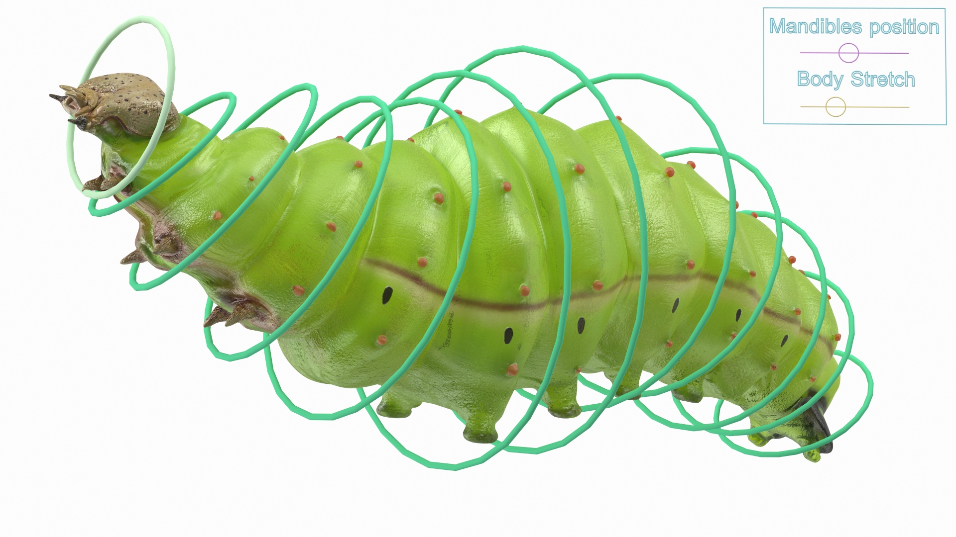 3D model Silkworm Green Rigged for Cinema 4D