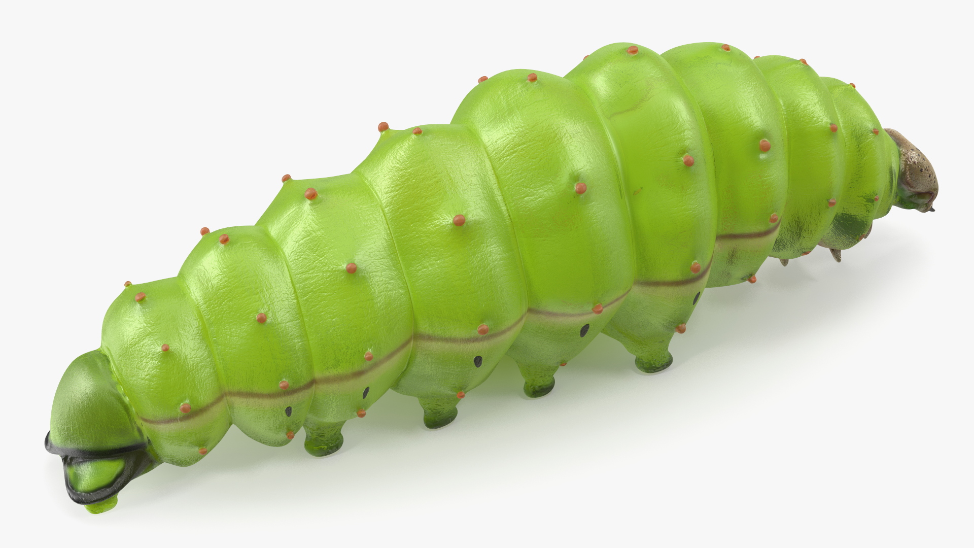 3D model Silkworm Green Rigged for Cinema 4D