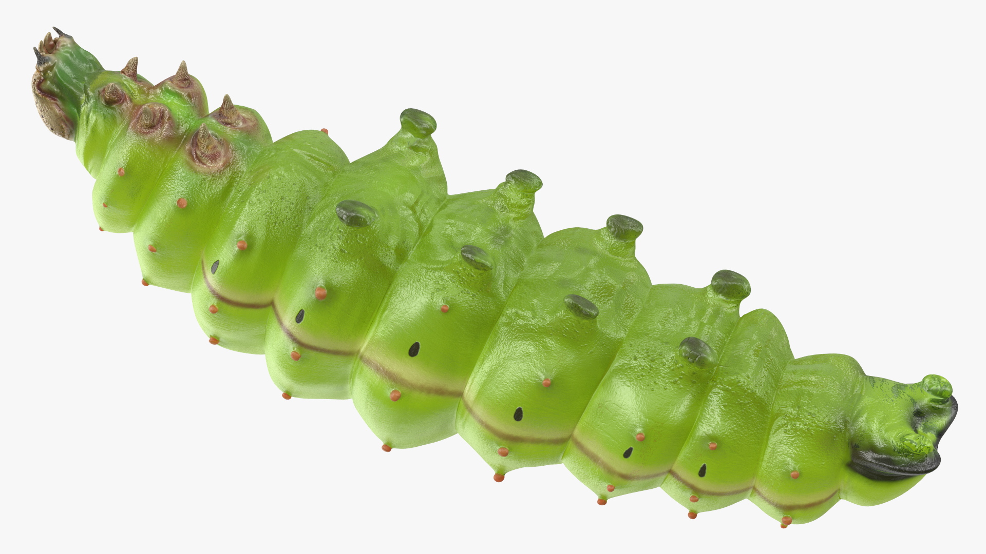 3D model Silkworm Green Rigged for Cinema 4D