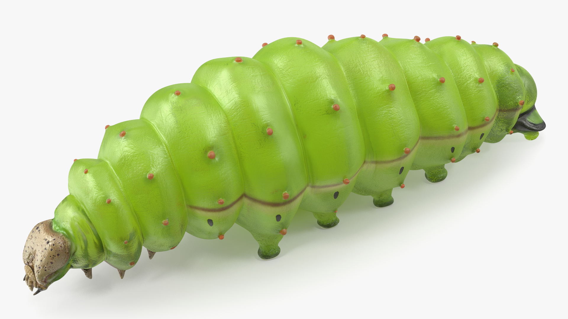 3D model Silkworm Green Rigged for Cinema 4D