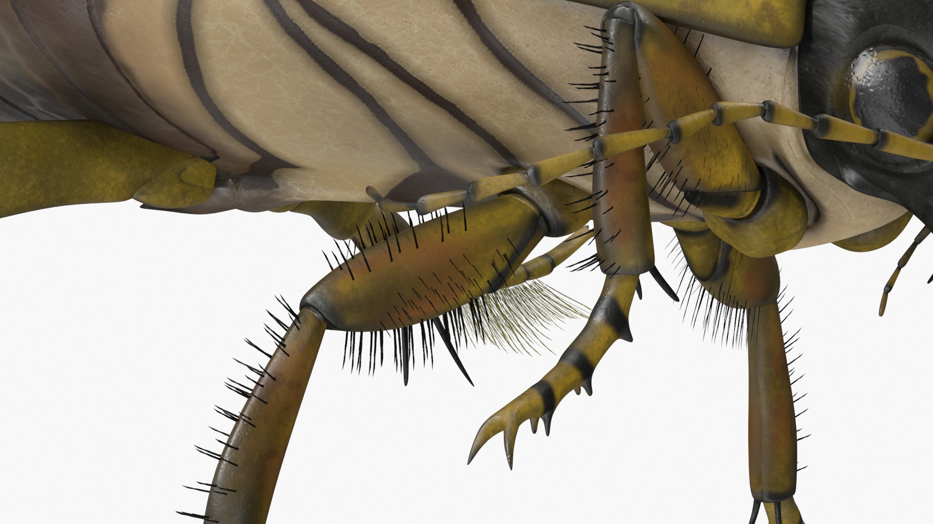 Aquatic Beetle Brown Floating 3D model