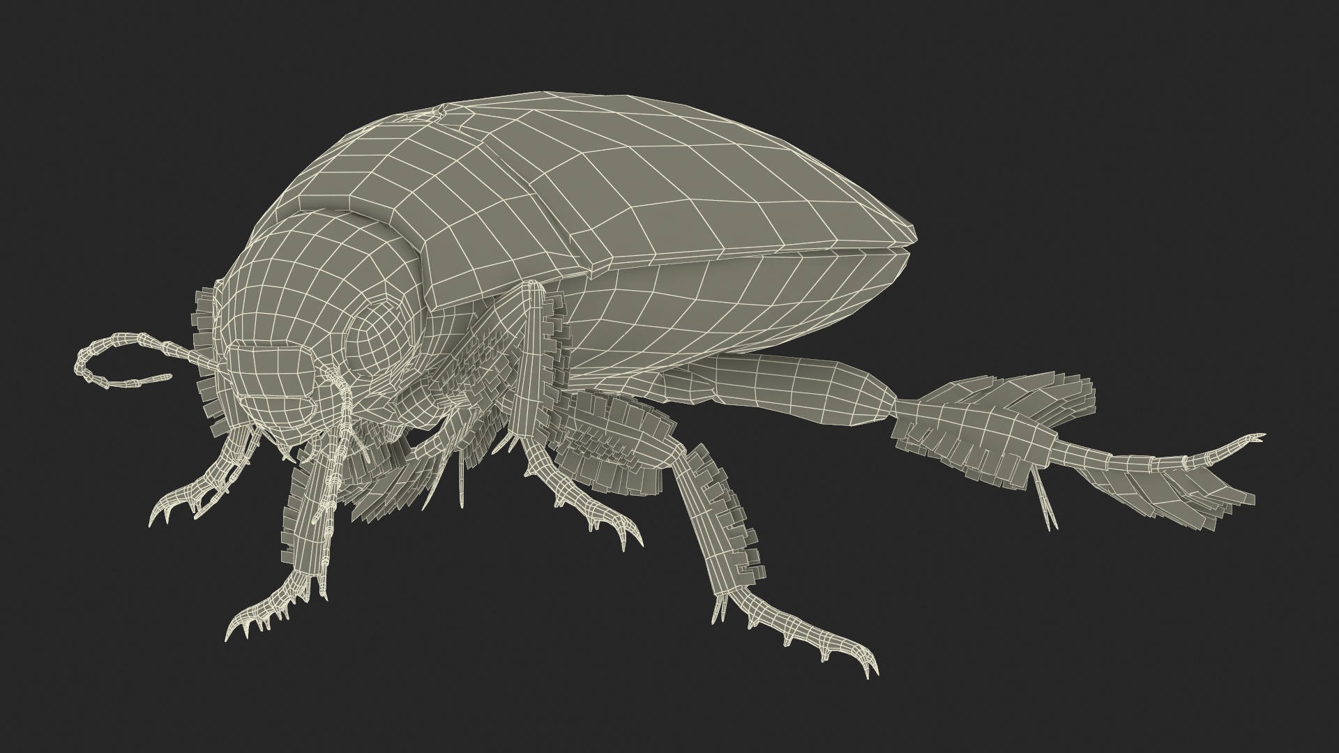 Aquatic Beetle Brown Floating 3D model