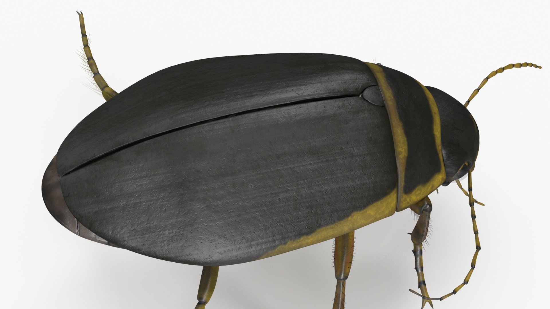 Aquatic Beetle Brown Floating 3D model