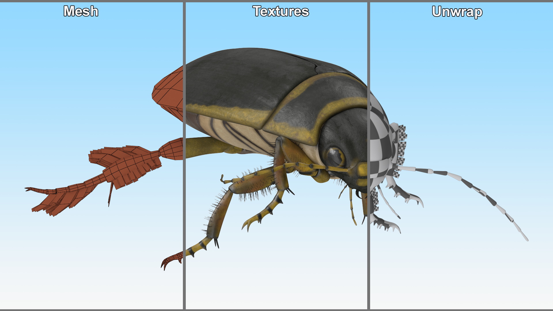 Aquatic Beetle Brown Floating 3D model