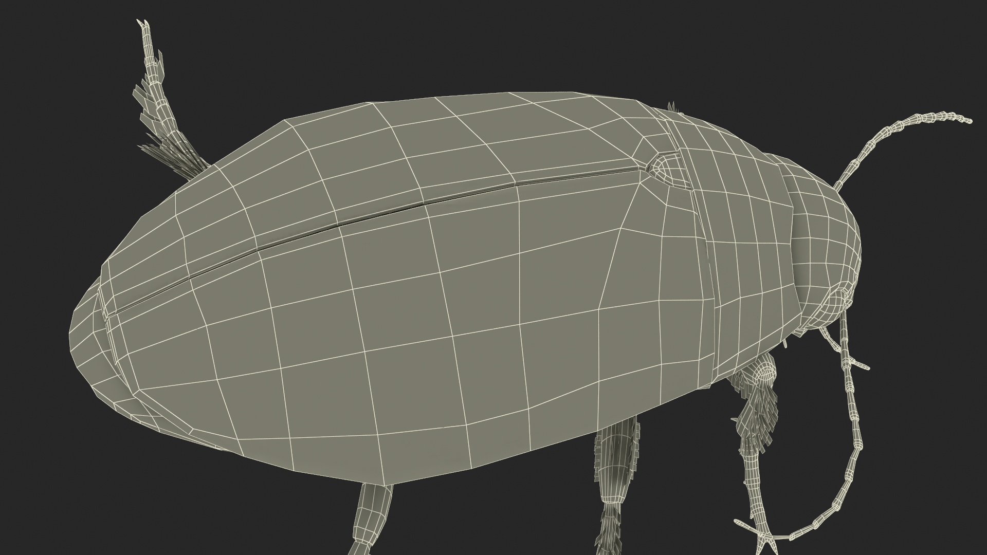 Aquatic Beetle Brown Floating 3D model