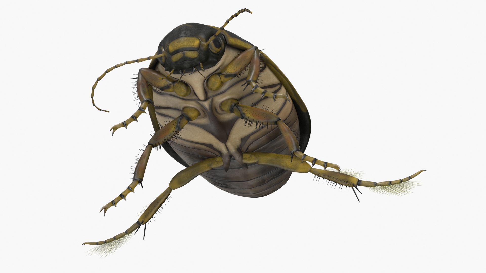 Aquatic Beetle Brown Floating 3D model