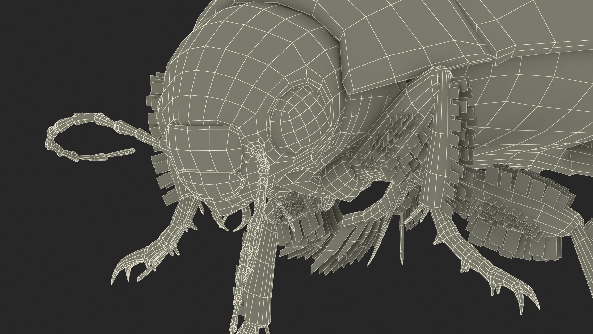 Aquatic Beetle Brown Floating 3D model