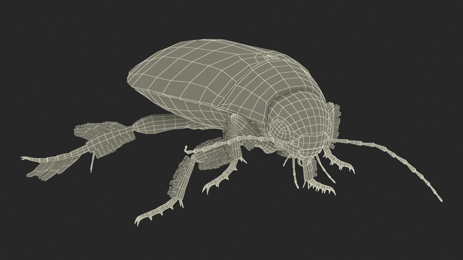 Aquatic Beetle Brown Floating 3D model