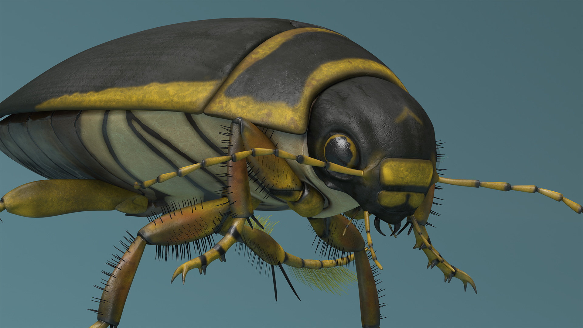 Aquatic Beetle Brown Floating 3D model