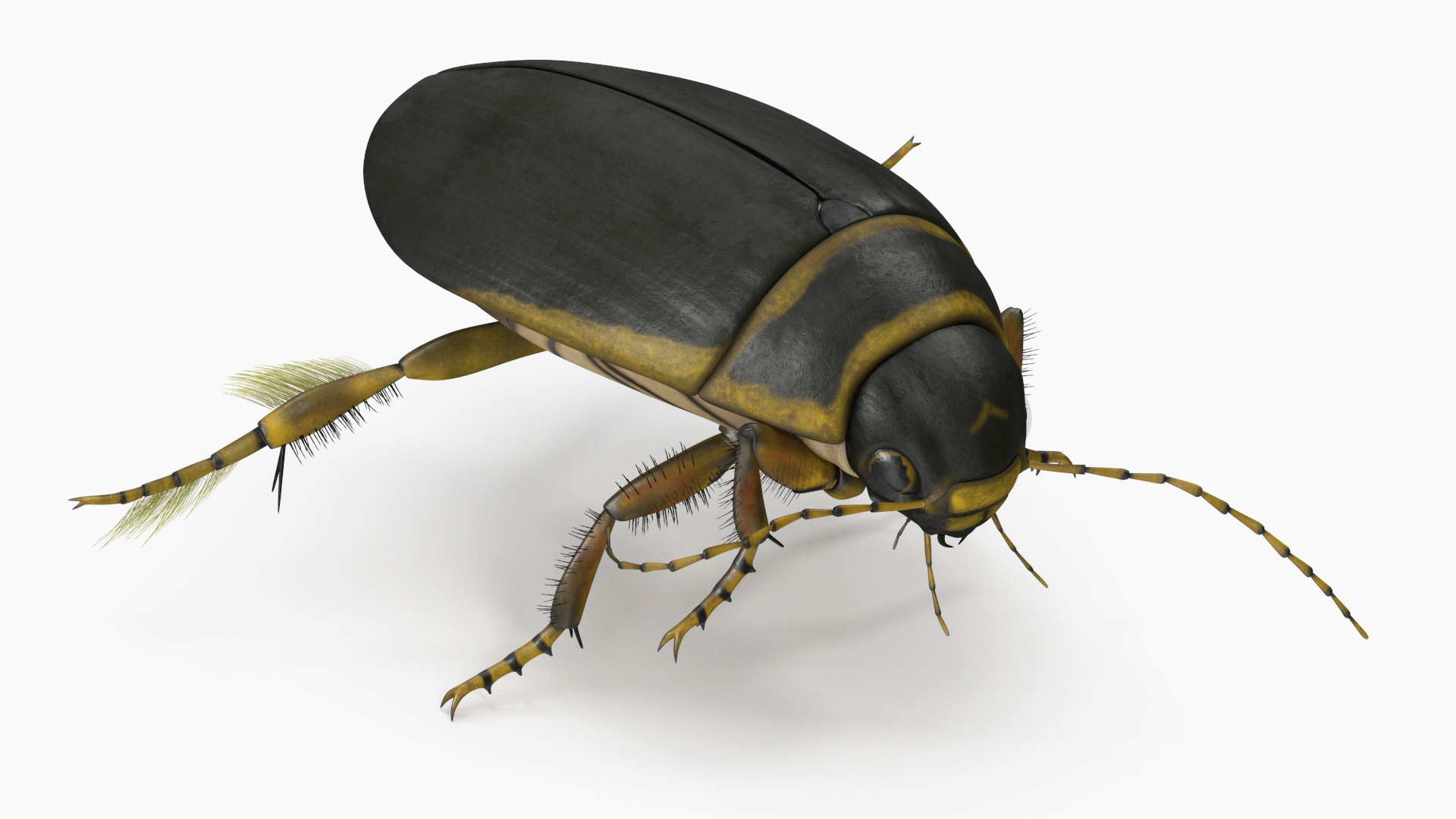 Aquatic Beetle Brown Floating 3D model