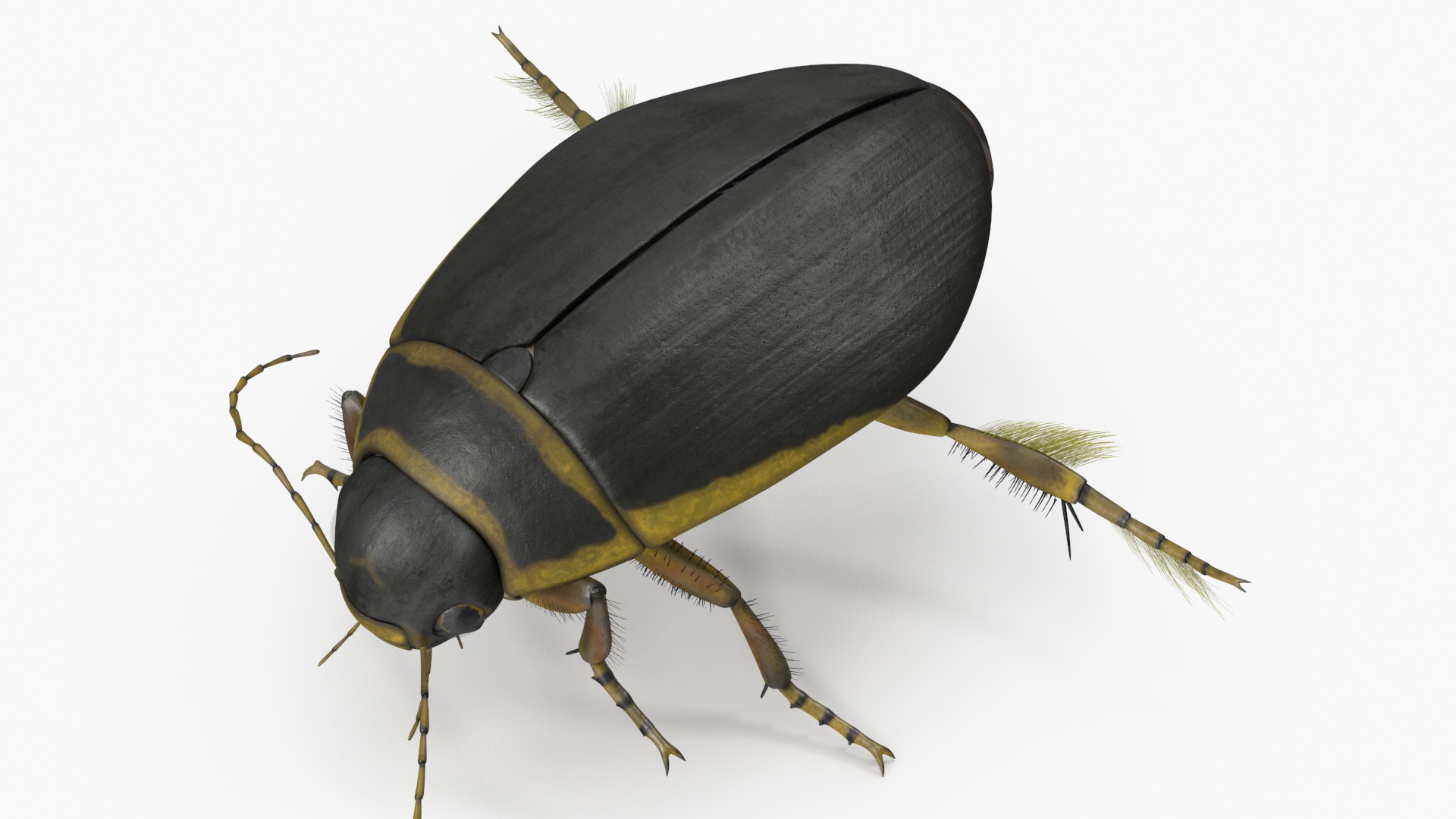 Aquatic Beetle Brown Floating 3D model