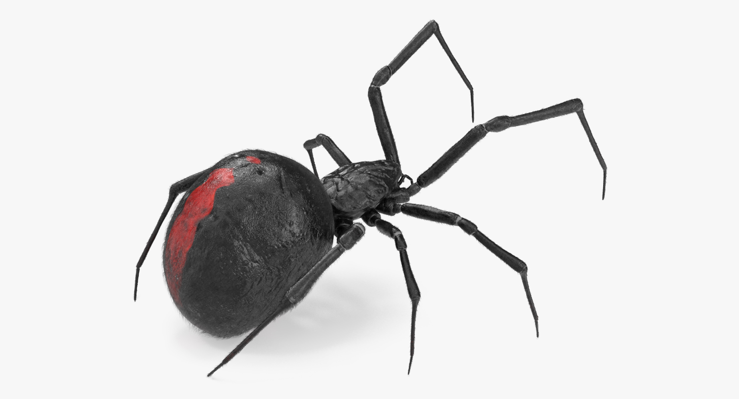 3D model Widow Spider Fighting Pose with Fur