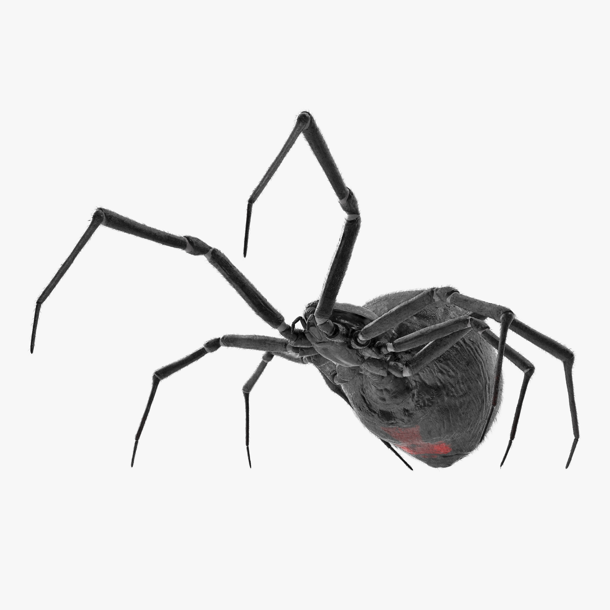 Spider with Fur 3D Model, view 5