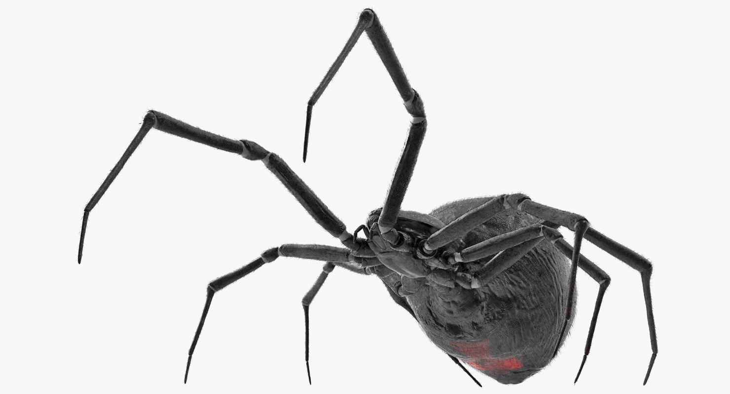 3D model Widow Spider Fighting Pose with Fur