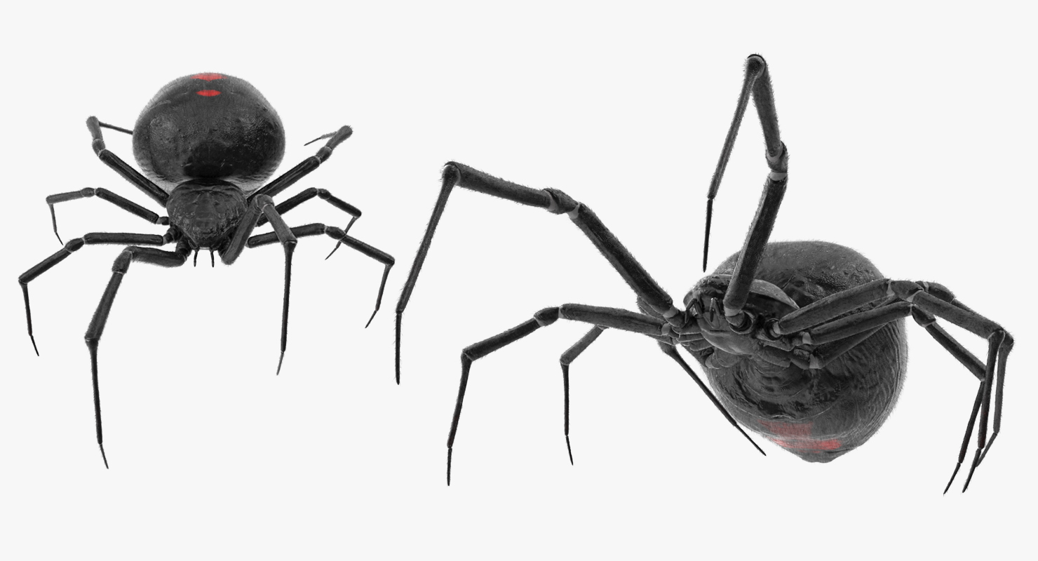 3D model Widow Spider Fighting Pose with Fur