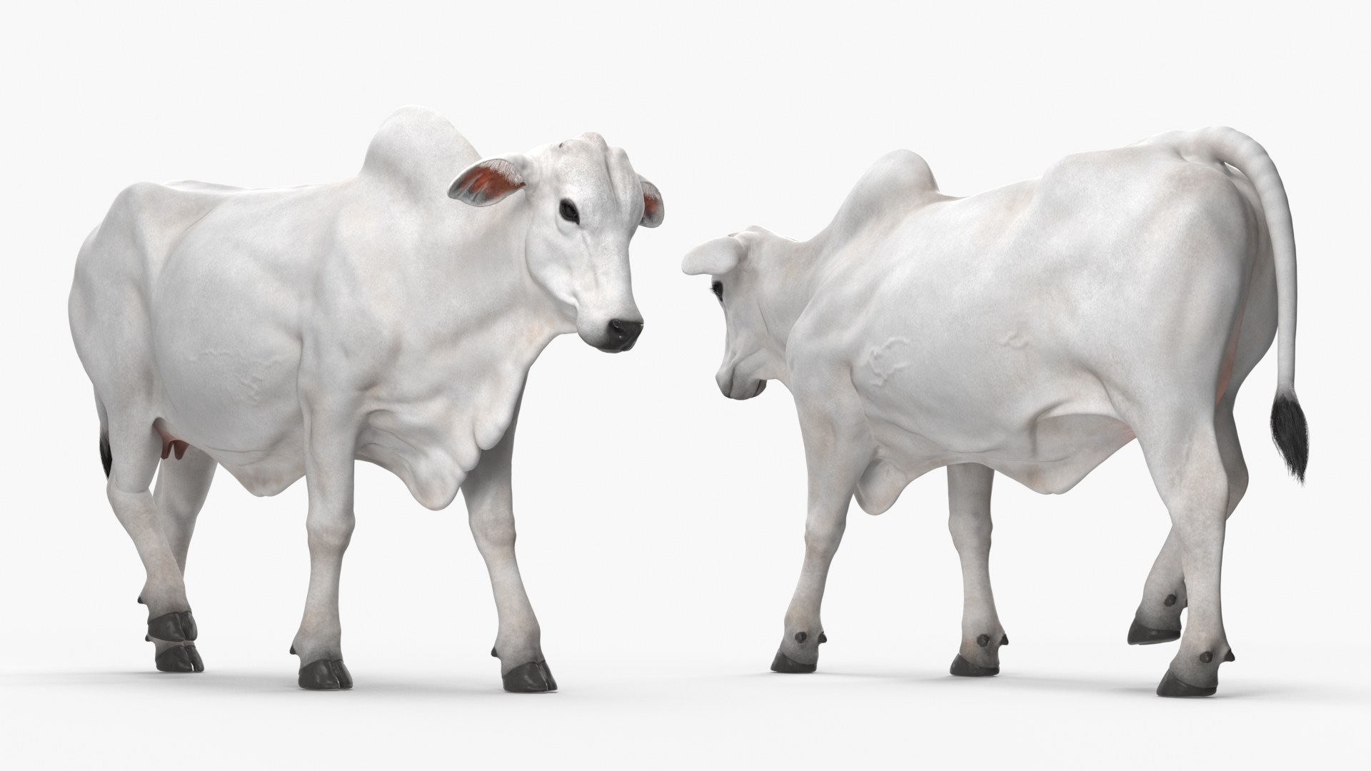 3D model Zebu Cattle Female Walking Fur
