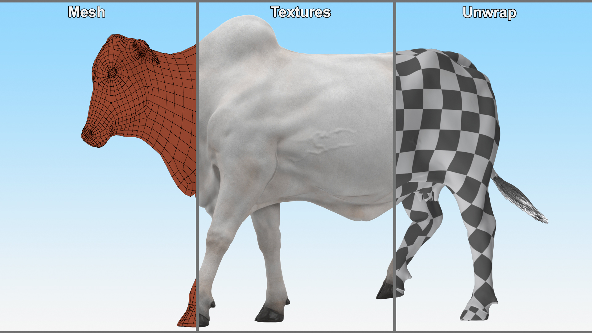 3D model Zebu Cattle Female Walking Fur