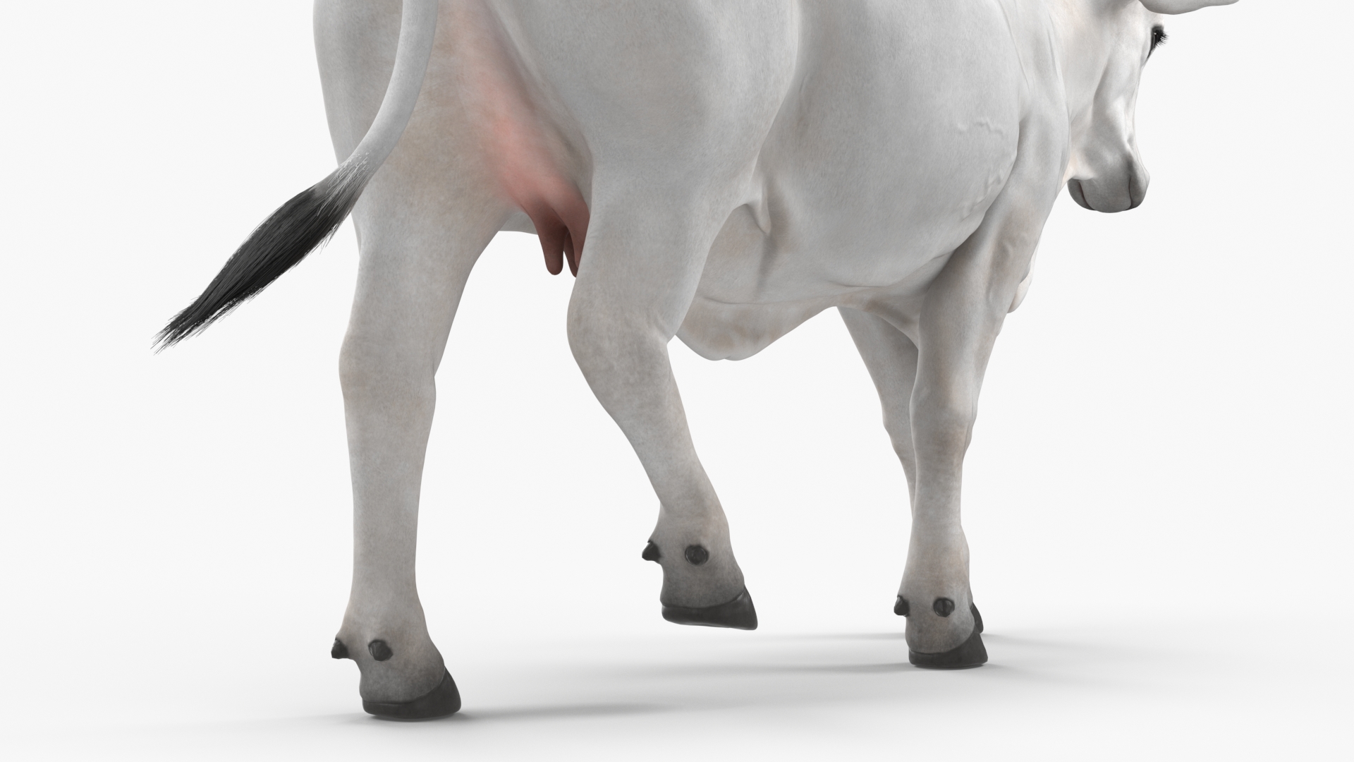 3D model Zebu Cattle Female Walking Fur