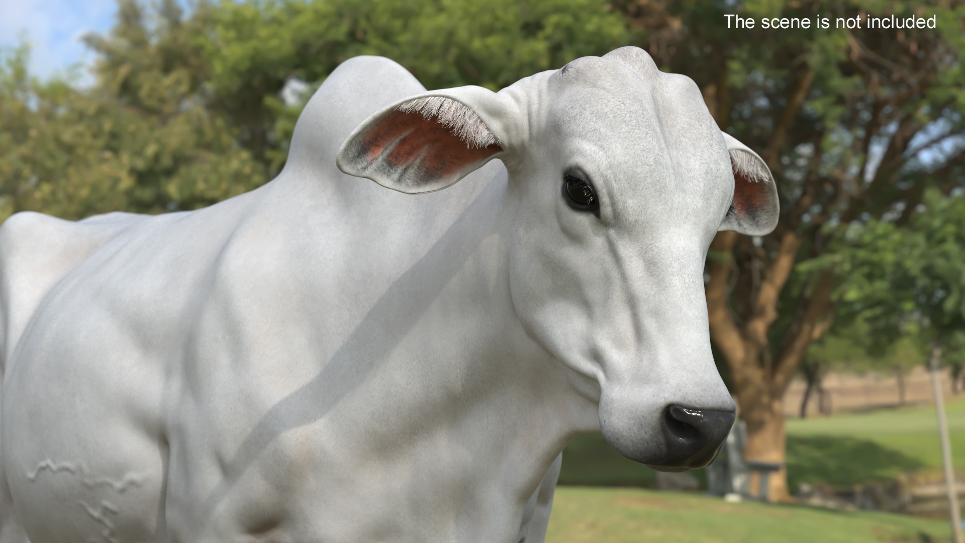 3D model Zebu Cattle Female Walking Fur