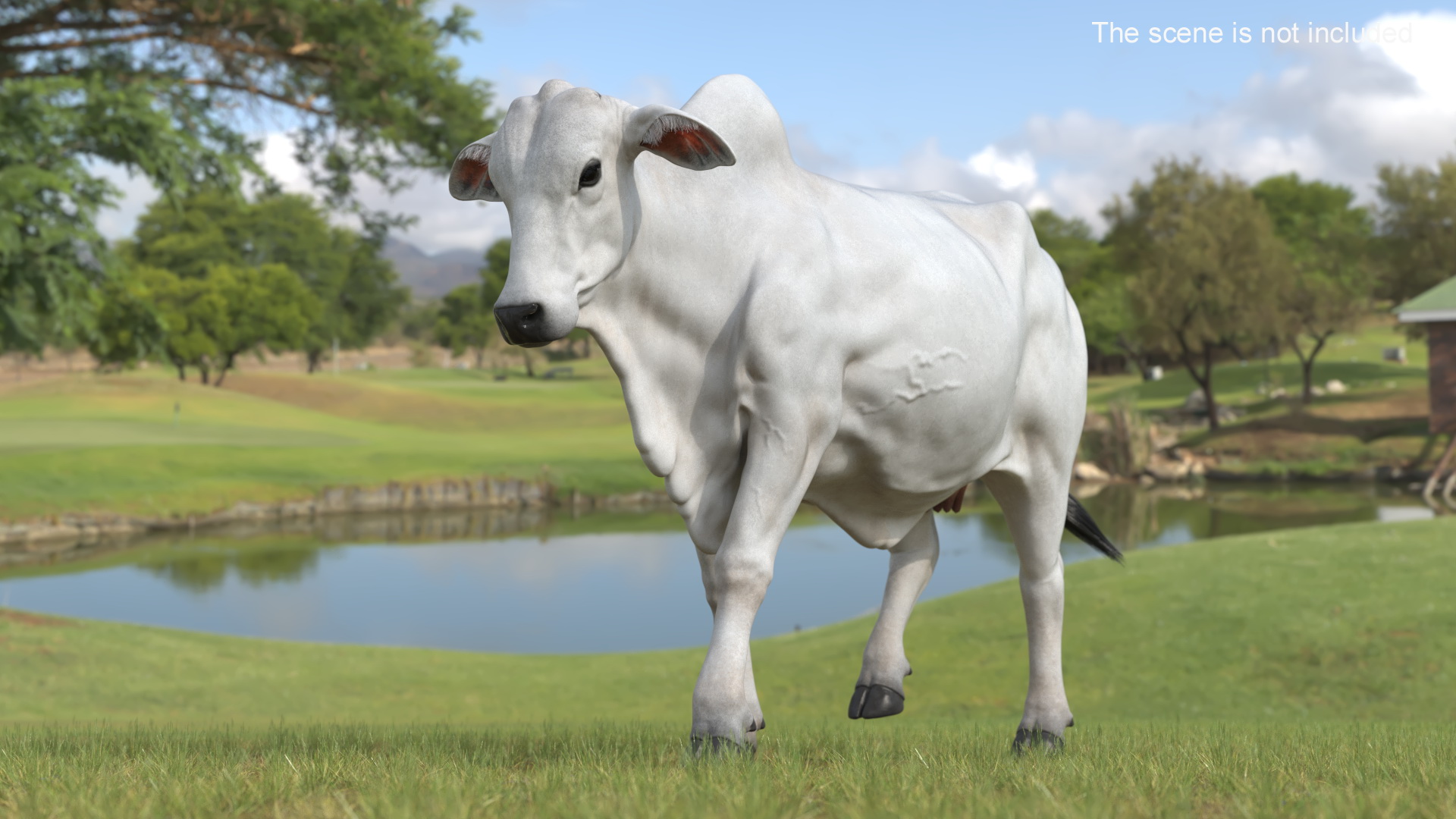 3D model Zebu Cattle Female Walking Fur