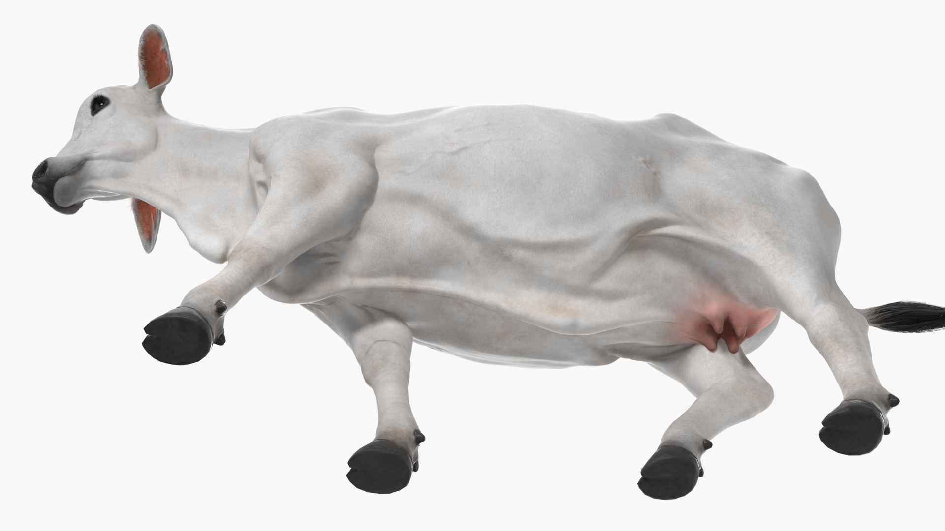 3D model Zebu Cattle Female Walking Fur