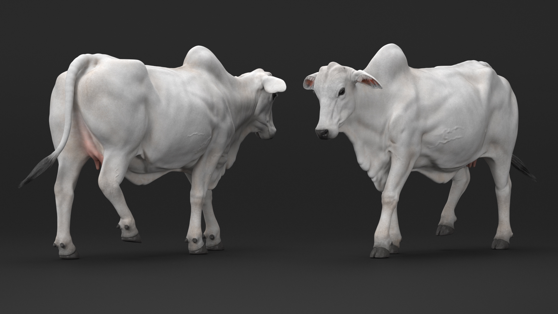 3D model Zebu Cattle Female Walking Fur
