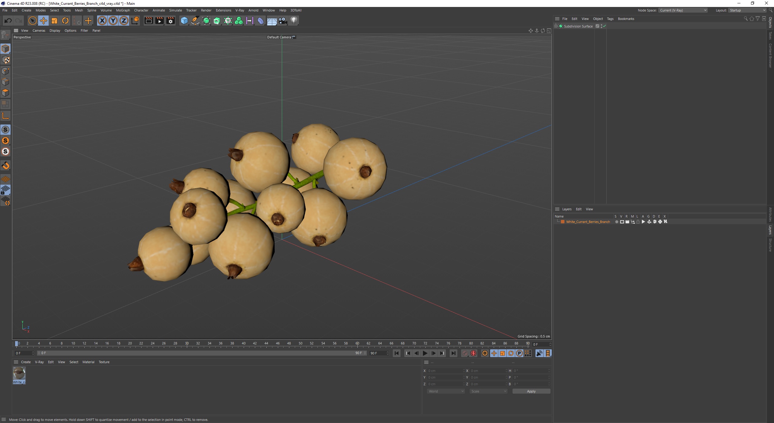 3D White Currant Berries Branch model
