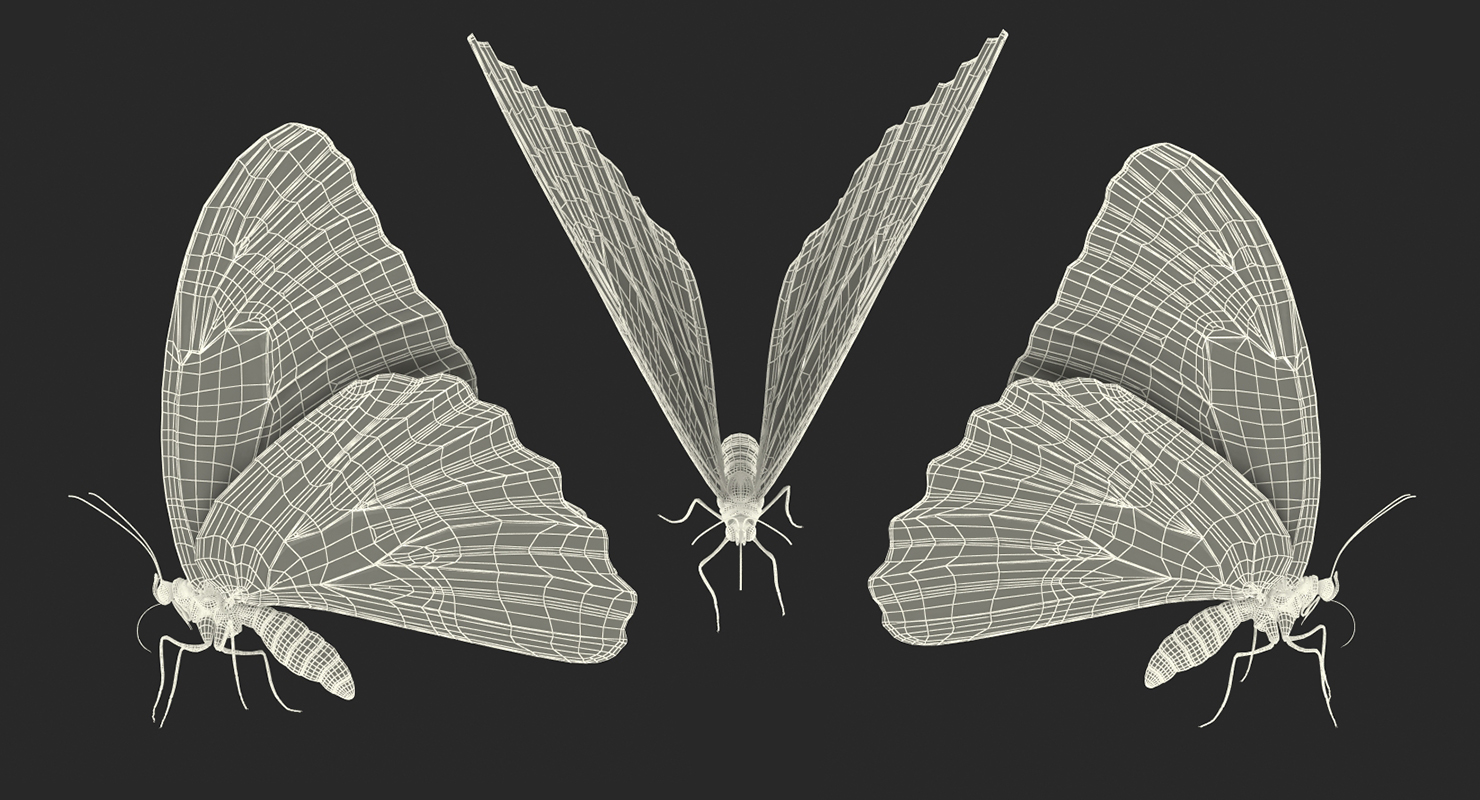 Peleides Blue Morpho Butterfly with Fur 3D model