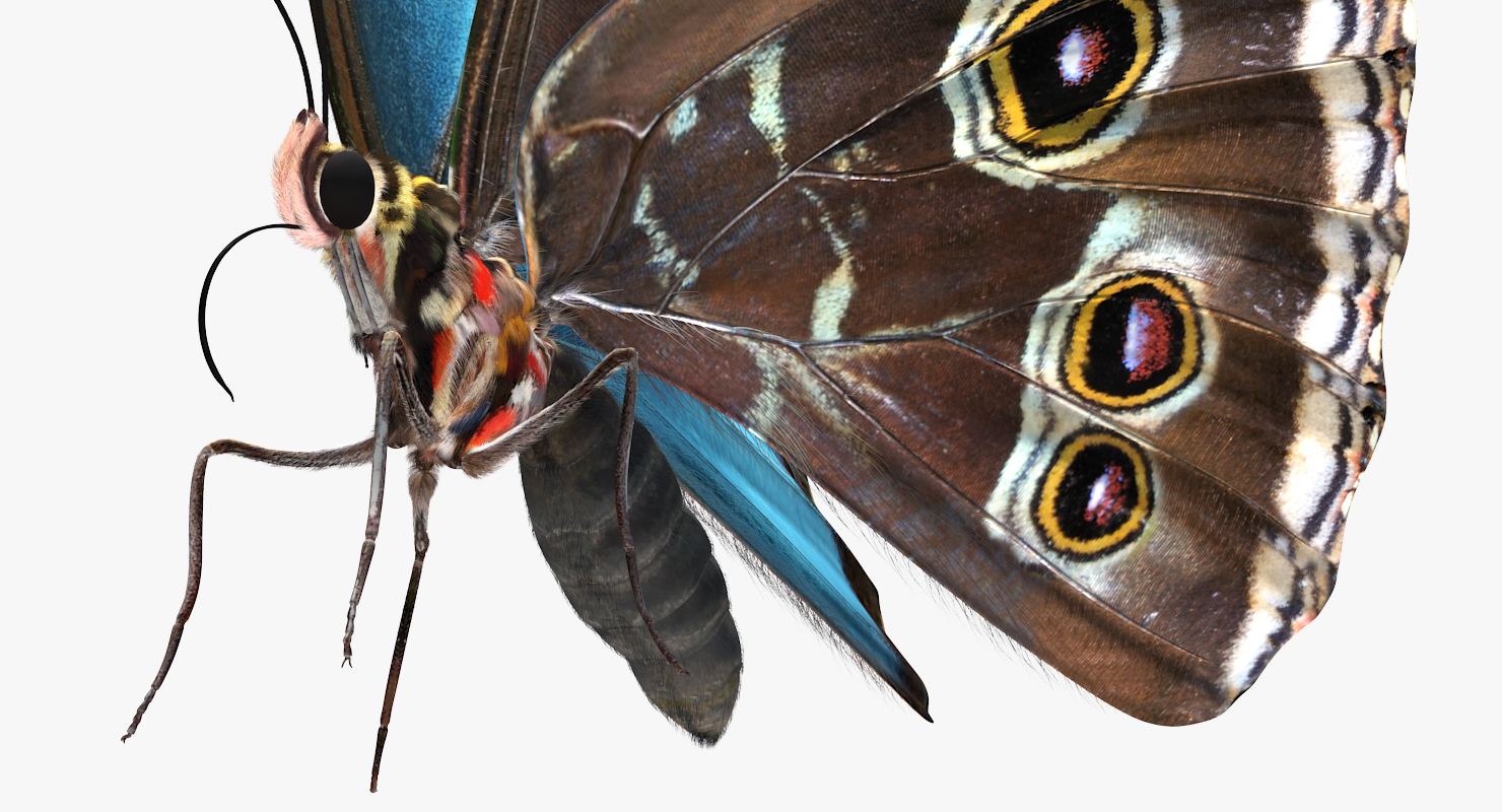Peleides Blue Morpho Butterfly with Fur 3D model