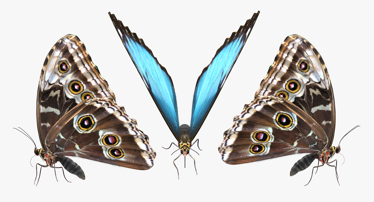 Peleides Blue Morpho Butterfly with Fur 3D model
