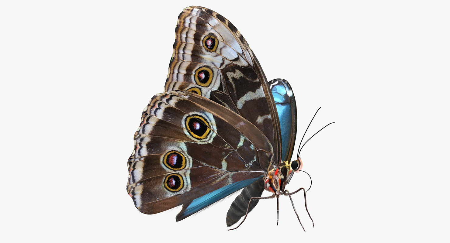 Peleides Blue Morpho Butterfly with Fur 3D model