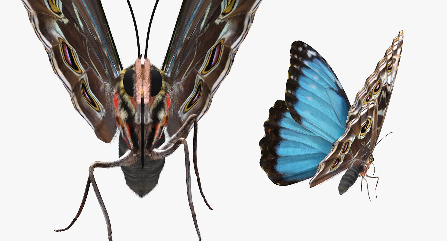Peleides Blue Morpho Butterfly with Fur 3D model