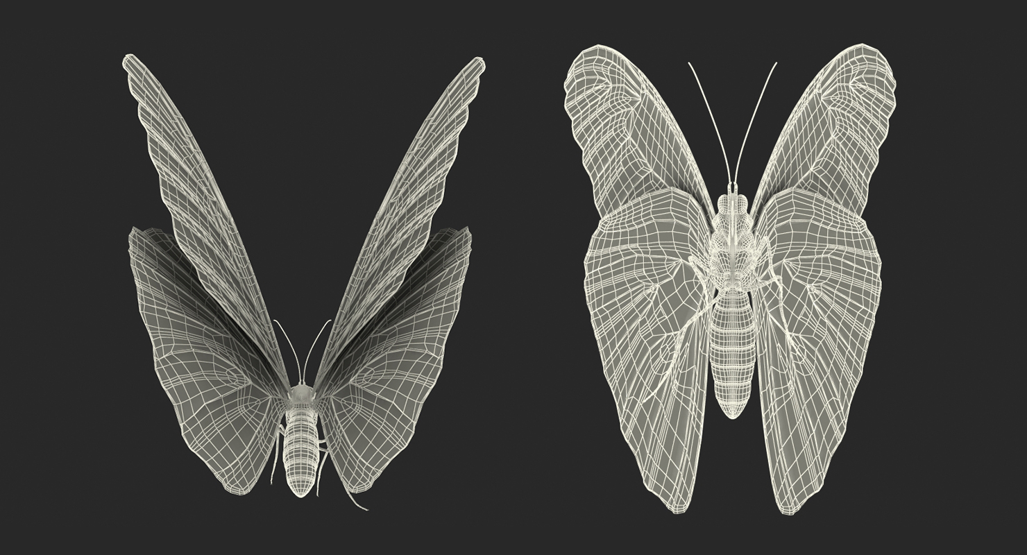 Peleides Blue Morpho Butterfly with Fur 3D model