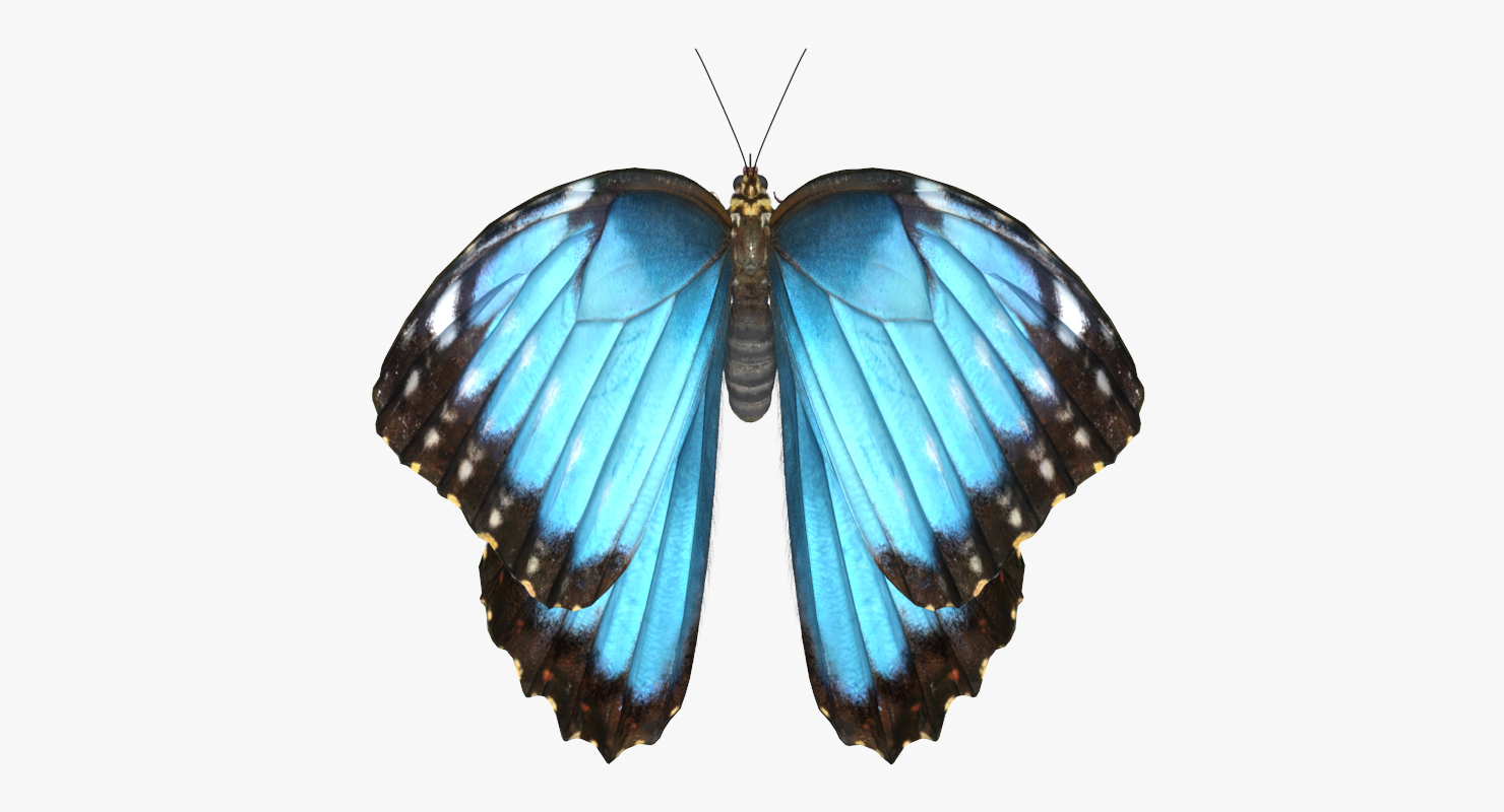 Peleides Blue Morpho Butterfly with Fur 3D model