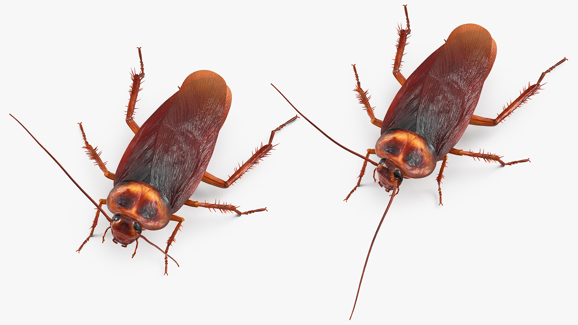Animated Cockroach Creeps Rigged 3D