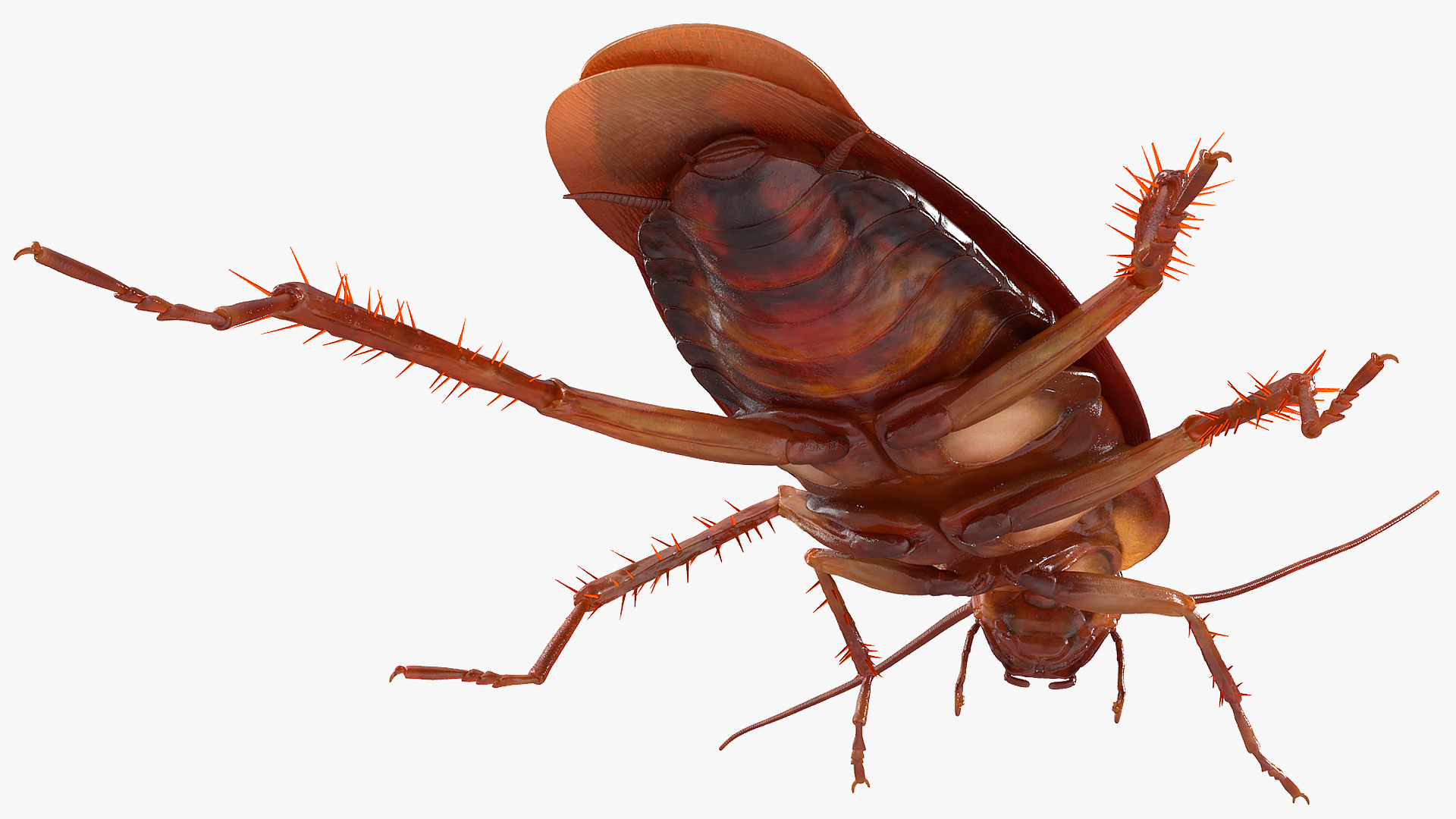 Animated Cockroach Creeps Rigged 3D