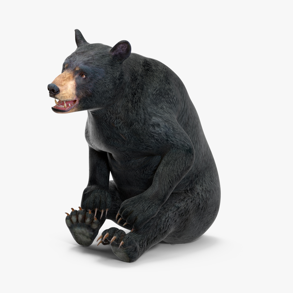 3D Black Bear Rigged for Cinema 4D