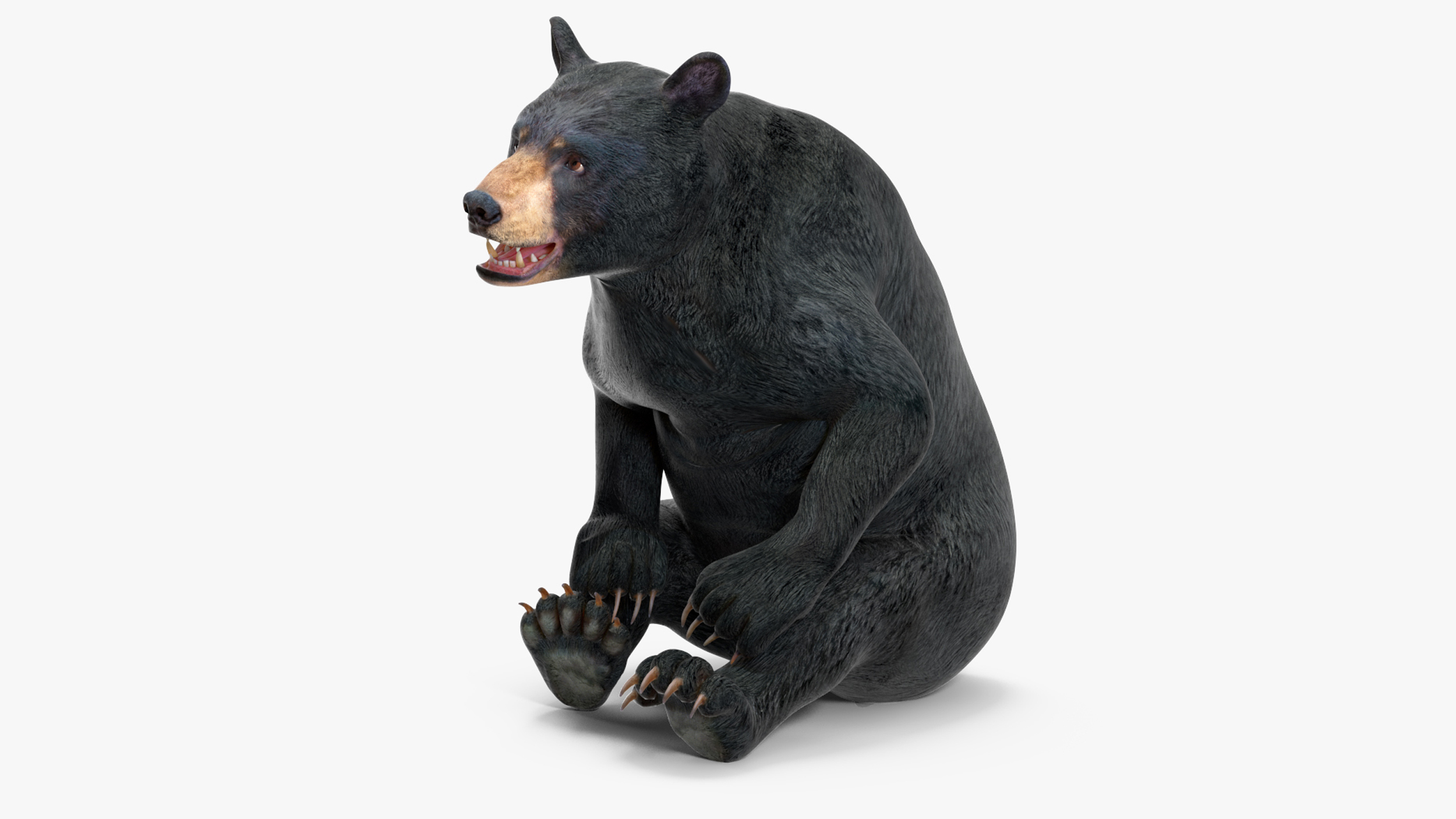 3D Black Bear Rigged for Cinema 4D