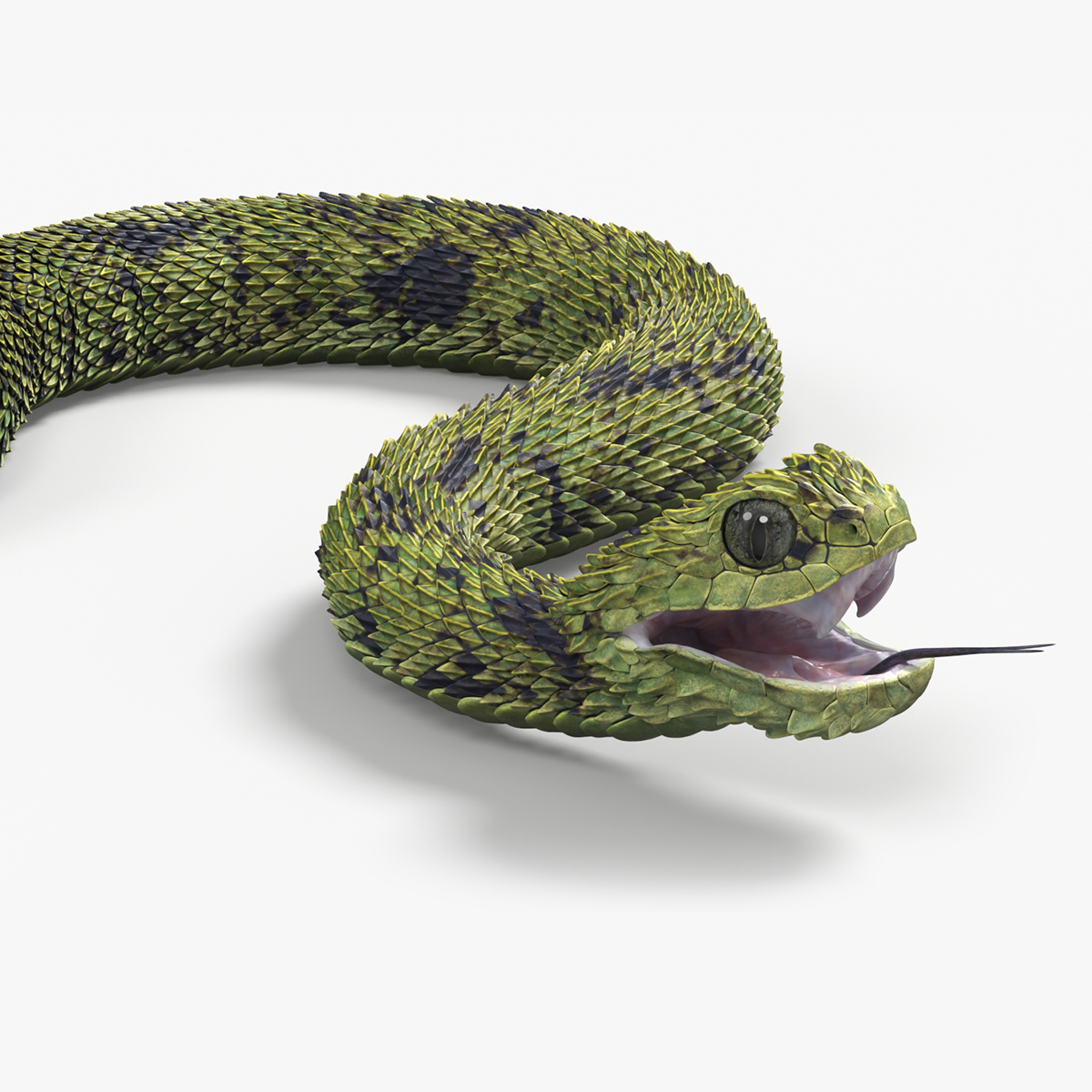 Atheris Hispida Snake Rigged