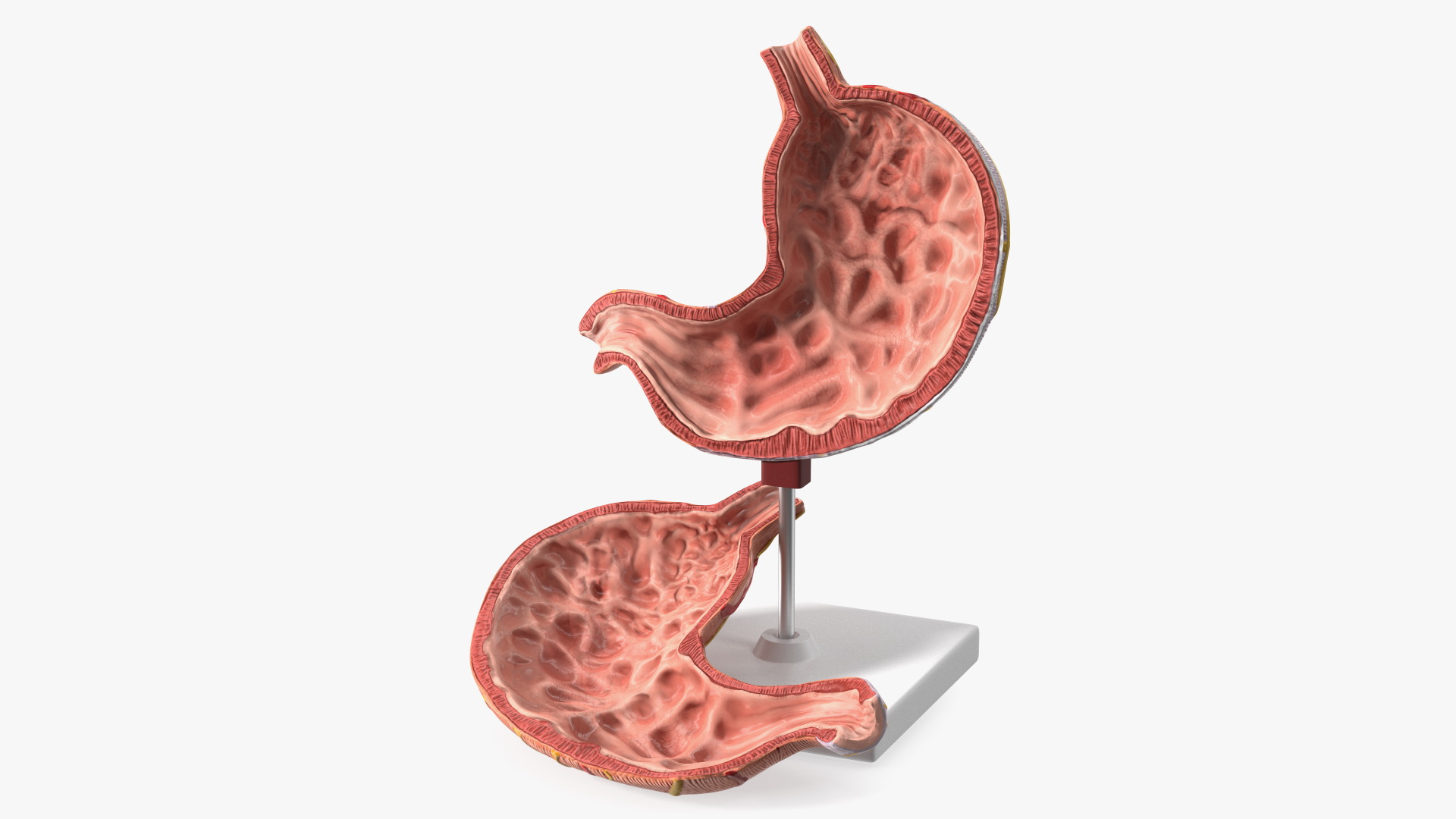 Stomach Medical Model Slice 3D