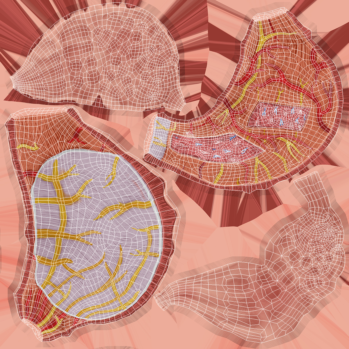 Stomach Medical Model Slice 3D