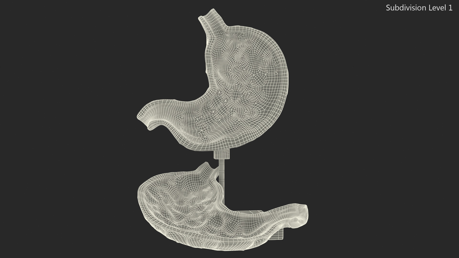 Stomach Medical Model Slice 3D