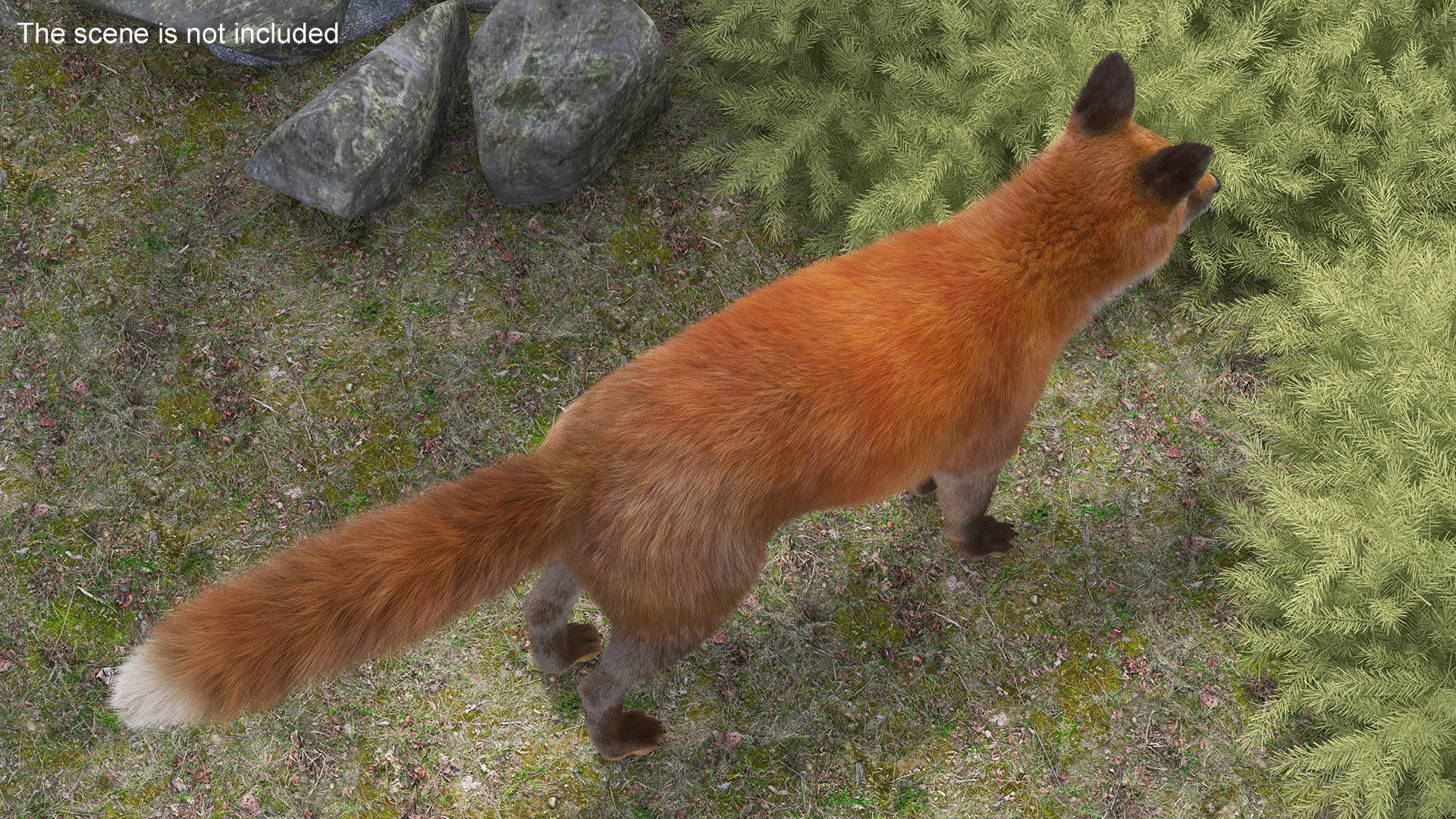 3D Red Fox Base Pose Fur