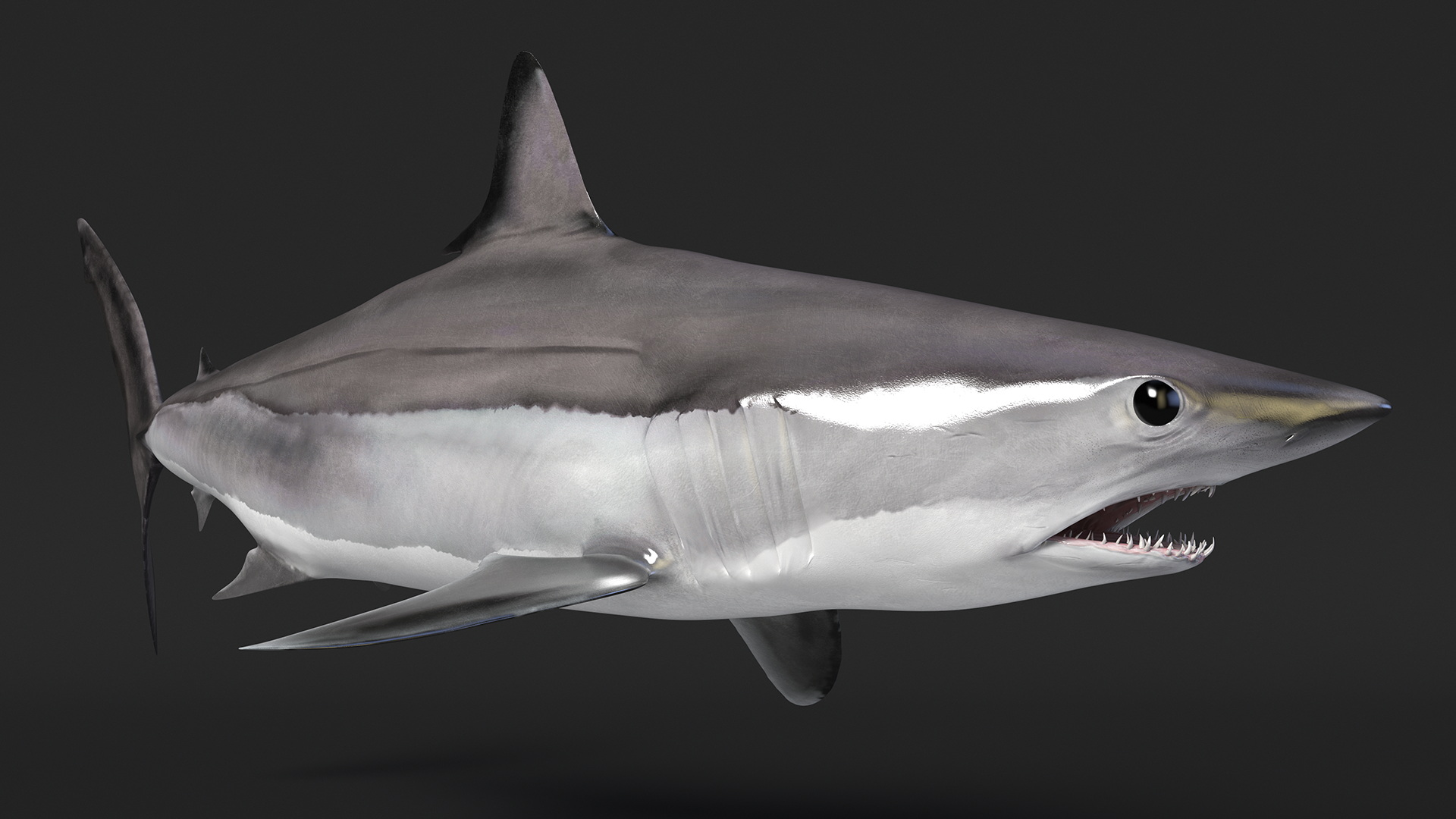 3D Isurus Oxyrinchus Shark model