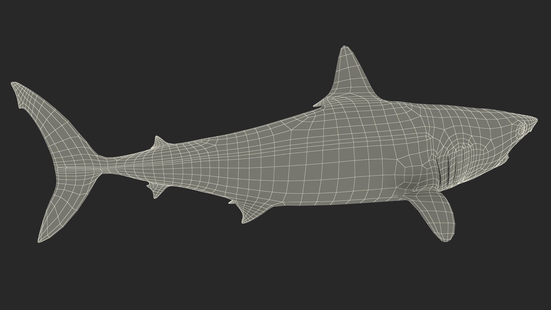 3D Isurus Oxyrinchus Shark model