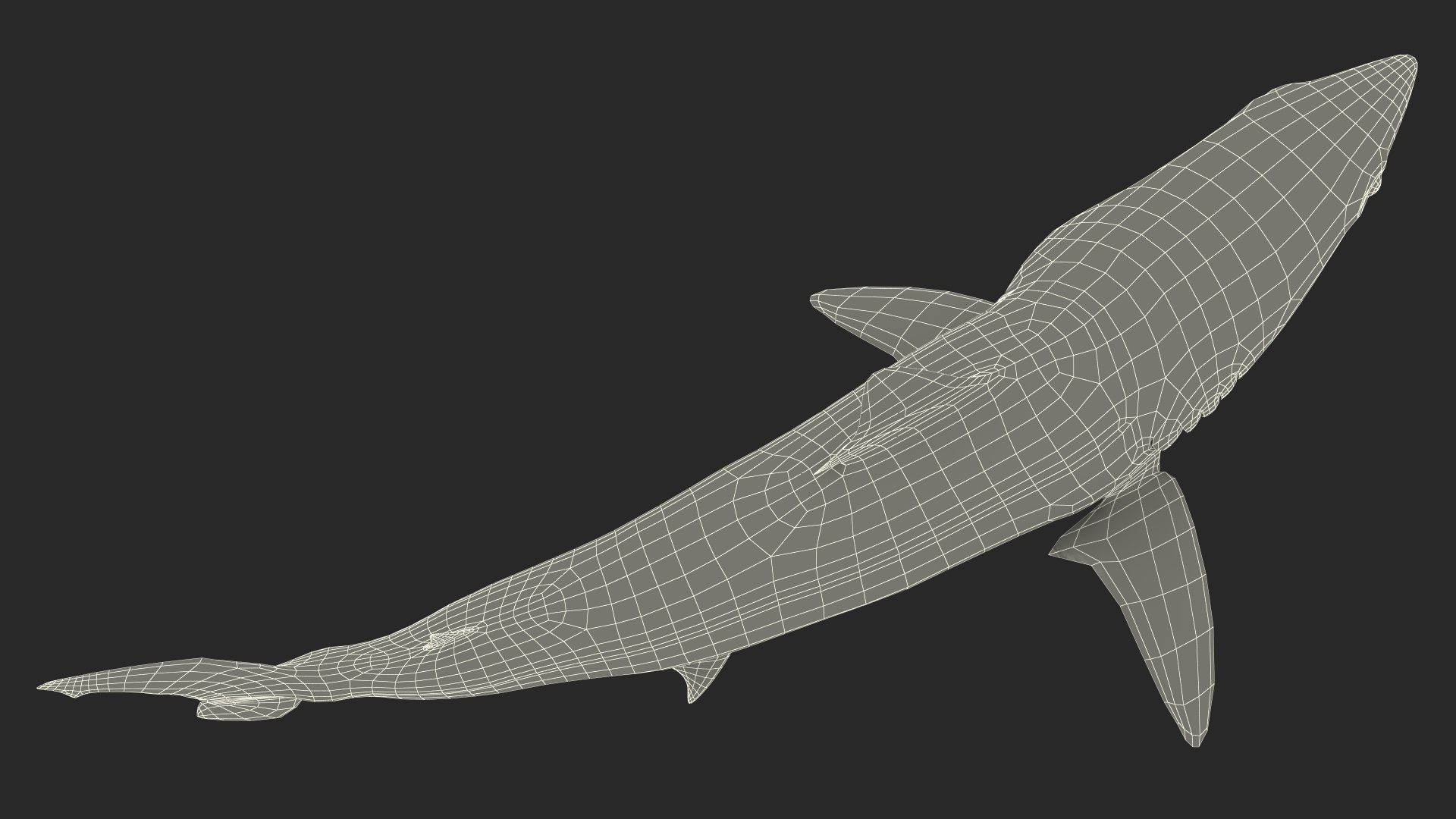 3D Isurus Oxyrinchus Shark model